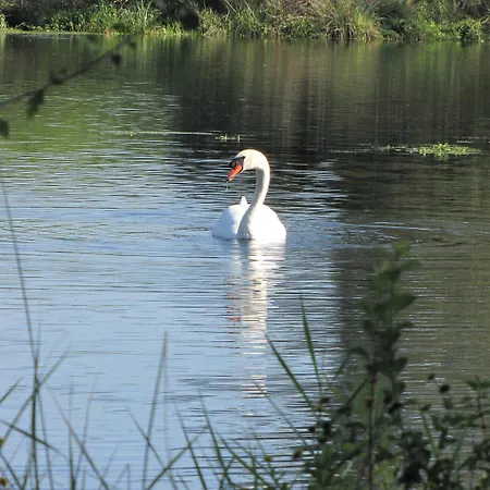 Le Caballin Vogelgrun
