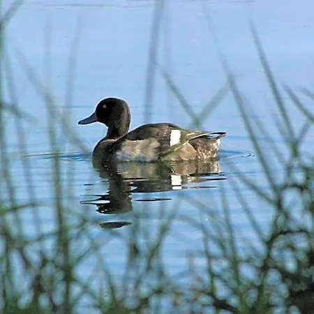 Le Caballin 3* Vogelgrun
