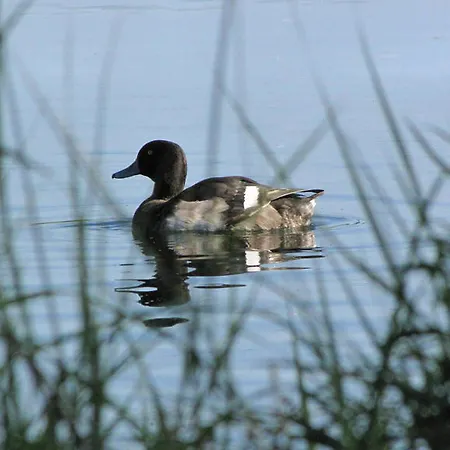 Le Caballin Vogelgrun